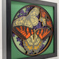 Butterflies Shadow Box